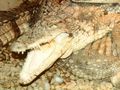 Miniatura para Crocodylus rhombifer