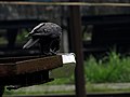 Crow having food from a food container