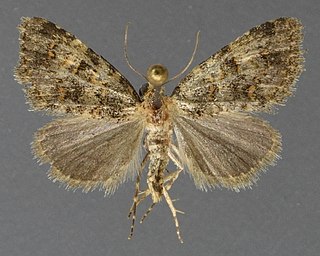 <i>Cryphia nana</i> Species of moth