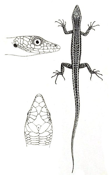 File:Cryptoblepharus egeriae (Christmas Island blue-tailed skink).jpg