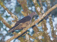 Cryptophaps poecilorrhoa Sulawesi