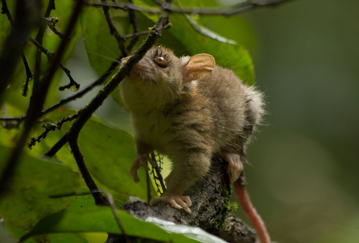 Opossum - Wikipedia