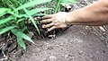 Cultivo de Jengibre (Zingiber officinale), Takiwasi, Perú.jpg