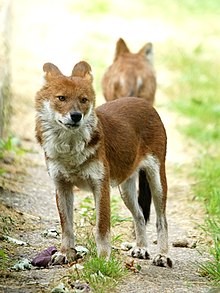 Dhole Cuon alpinus (Dhole).jpg