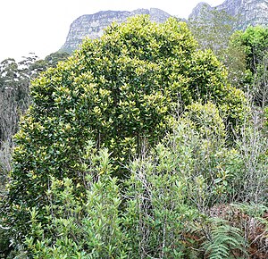 Curtisia dentata - Assegai tree top canopy - Table Mountain 3.JPG