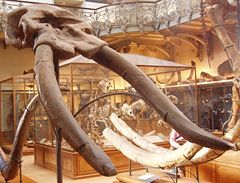 Skull of Cuvieronius hyodon Muséum national d'Histoire naturelle, Paris