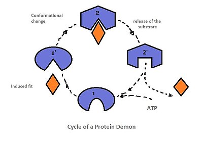 Fig.2 The protein demon (blue) and the substrate or ligand (orange) go through a cycle in which the electromagnetic interaction (1' --> 2) between the two, following the induced fit, causes a conformational change upon which the substrate is released (2'). Hydrolysis of ATP brings the protein back to its original state Cycle molecular demon.jpg