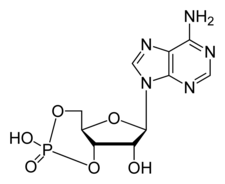 Syklisk adenosin-monofosfat-2D-skjelett.png