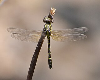 <i>Cyclogomphus flavoannulatus</i> Species of dragonfly