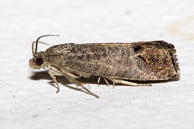 Cydia (moth)