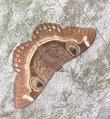 Cyligramma duplex, a putative prey species for Paroedura tanjaka Cyligramma duplex moth.jpg