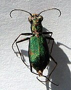 Cicindela germanica