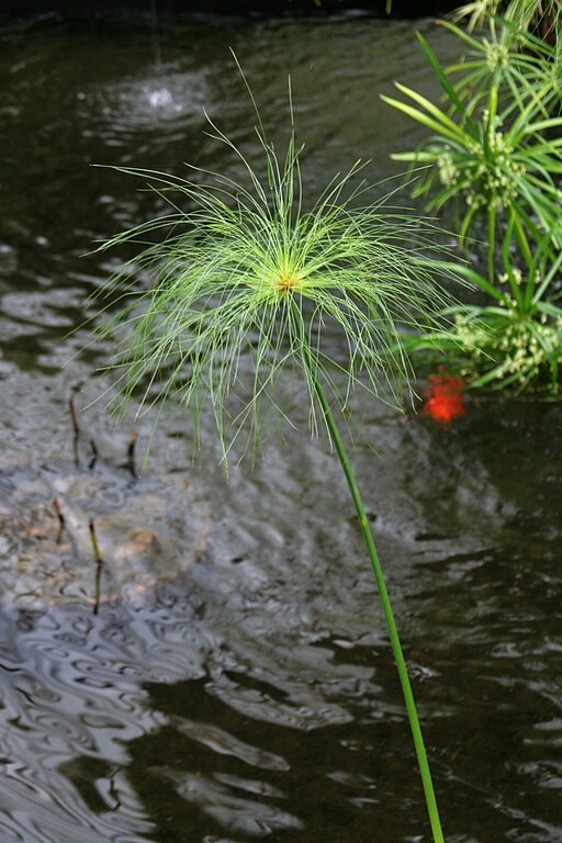 Cyperus papyrus 1 - Buffalo Botanical Gardens