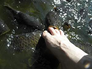 Cyprinus carpio