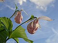 Cypripedium formosanum