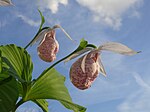 Cypripedium formosanum 180412b.JPG