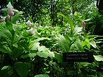 Cypripedium reginae MLA-2.jpg