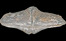 Le fossile Cyrtospirifer verneuilli, Brachiopode typique du Dévonien supérieur
