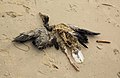 * Nomination Dead bird on the beach --Villy Fink Isaksen 15:11, 4 September 2014 (UTC) * Promotion Unpleasant shot, but good.--Johanning 21:52, 8 September 2014 (UTC)