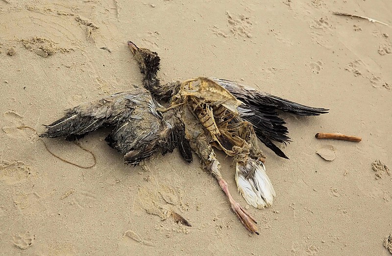 File:Død fugl på stranden.jpg