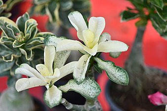 Plant of Thailand - Adenium in Thailand.