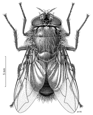 <i>Calliphora quadrimaculata</i> Species of fly