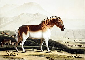 "El cuaga" Acuatinta (1804)
