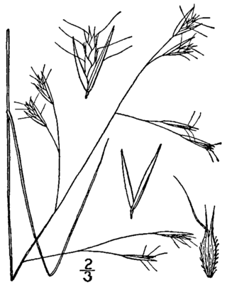 <i>Danthonia compressa</i> Species of grass