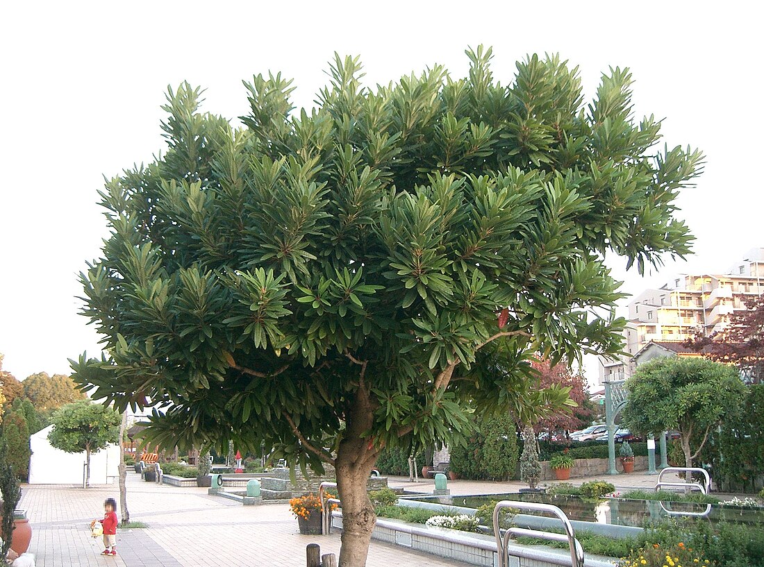 Daphniphyllum teijsmannii