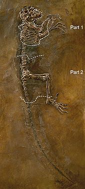 Counter-slab of the Darwinius masillae holotype fossil (specimen WDC-MG-210 reversed for comparison). Parts 1 and 2 (enclosed in dashed lines) are genuine; remainder of plate B was fabricated during preparation Darwinius masillae slab1.jpg