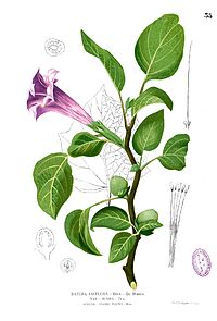 Datura metel