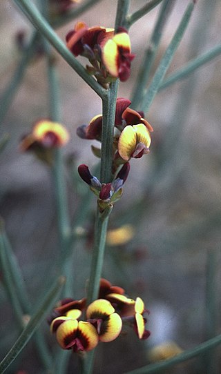 <i>Daviesia debilior</i> Species of flowering plant