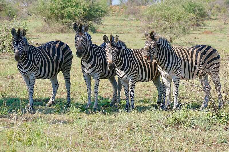 File:Day 65 Plains Zebras (Equus quagga) (53350968288).jpg