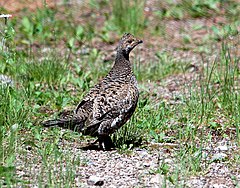 ♀ Dendragapus obscurus