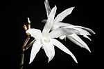 Thumbnail for Dendrobium okinawense