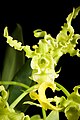 Dendrobium spectabile