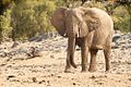 Пустынный слон в области Кунене в Намибии