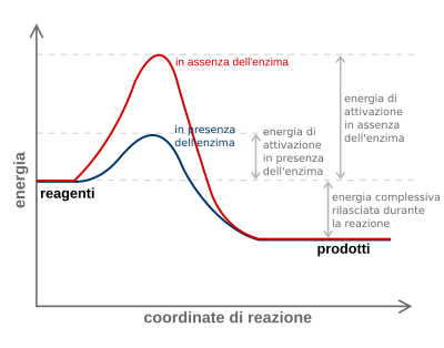 Catalizzatore: Azione, Catalizzatori omogenei ed eterogenei, Catalizzatori di interesse industriale