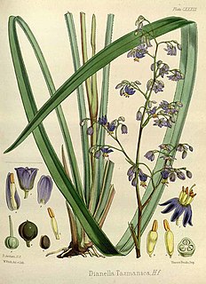 <i>Dianella tasmanica</i> Species of flowering plant
