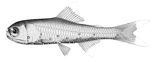 <i>Diaphus fulgens</i> Species of fish