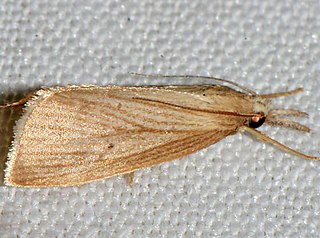 <i>Diatraea evanescens</i> Species of moth