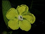 Dillenia suffruticosa flower.jpg