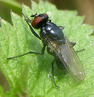 <i>Hydrotaea diabolus</i> Species of fly