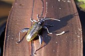 A living Donacia leaf beetle Donacia.versicolorea.jpg