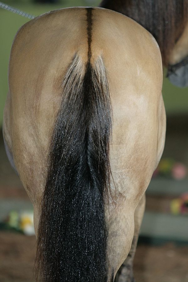 The flat, earthy tone of the coat and vivid dorsal stripe are indicative of the D allele. Primitive markings are seldom visible on horses without the 