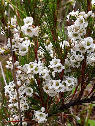 <i>Dracophyllum scoparium</i> Species of flowering plant in the heath family Ericaceae