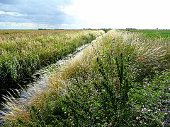 Category:Ramsey, Cambridgeshire - Wikimedia Commons