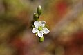 Drosera rotundifolia