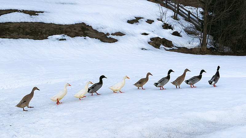 File:Ducks DSC00668 PtrQs.jpg