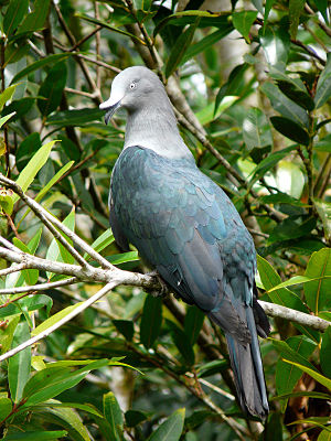 Marquesas fruit pigeon